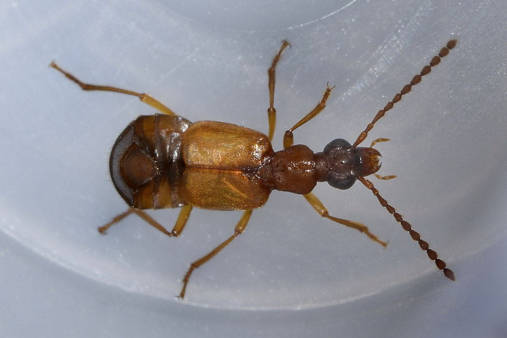 Deleaster dichrous - Staphylinidae